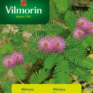 Nasiona Mimoza Wstydliwa 0,8 g Vilmorin Nasiona Mimoza Wstydliwa 0,8 g Vilmorin