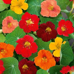 Nasiona Nasturcja karłowa niska mieszanka kolorów 5 g Wegana Nasiona Nasturcja karłowa niska mieszanka kolorów 5 g Wegana