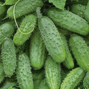 Nasiona Ogórek gruntowy konserwowy Anulka 3 g Wegana drobne owoce Nasiona Ogórek gruntowy konserwowy Anulka 3 g Wegana drobne owoce