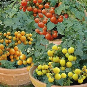 Nasiona Pomidor koktajlowy, doniczkowy mix odmian 0,5 g Wegana Nasiona Pomidor koktajlowy, doniczkowy mix odmian 0,5 g Wegana