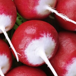 Nasiona Rzodkiewka Caro okrągła 10 g Wegana Nasiona Rzodkiewka Caro okrągła 10 g Wegana