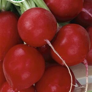 Nasiona Rzodkiewka Faraon okrągła 10 g Wegana do uprawy wiosną i jesienią