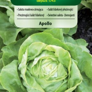 Nasiona Sałata Apollo masłowa 1 g Vilmorin zimująca Nasiona Sałata Apollo masłowa 1 g Vilmorin zimująca
