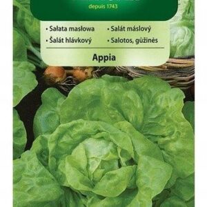 Nasiona Sałata Appia masłowa 0,5 g Vilmorin średnio późna Nasiona Sałata Appia masłowa 0,5 g Vilmorin średnio późna