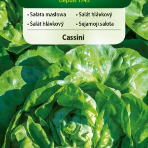 Nasiona Sałata masłowa Cassini 0,5 g Vilmorin głowiasta Nasiona Sałata masłowa Cassini 0,5 g Vilmorin głowiasta