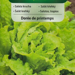 Nasiona Sałata krucha Doree de Printemps 1 g Vilmorin lodowa Nasiona Sałata krucha Doree de Printemps 1 g Vilmorin lodowa
