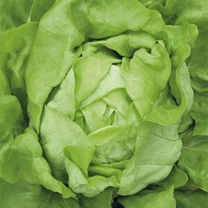 Nasiona Sałata masłowa Michalina 1 g Wegana Nasiona Sałata masłowa Michalina 1 g Wegana