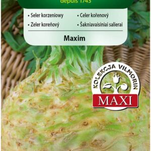 Nasiona Seler korzeniowy późny Maxim 0,5 g Vilmorin Nasiona Seler korzeniowy późny Maxim 0,5 g Vilmorin