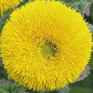 Nasiona Słonecznik ozdobny średnio wysoki Sungold 2 g Wegana Nasiona Słonecznik ozdobny średnio wysoki Sungold 2 g Wegana