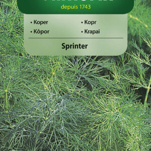 Nasiona Koper Sprinter 5 g wytrzymały na suszę Vilmorin Nasiona Koper Sprinter 5 g wytrzymały na suszę Vilmorin