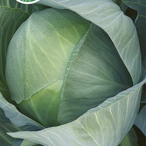 Nasiona Kapusta biała późna Liberto 0,5g F1 Wegana Nasiona Kapusta biała późna Liberto 0,5g F1 Wegana