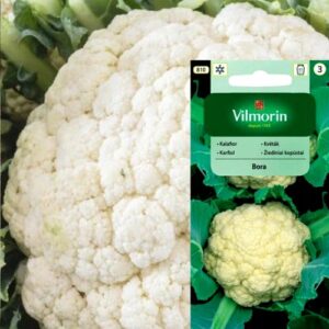 Nasiona Kalafior Bora 1 g średniowczesny Vilmorin Nasiona Kalafior Bora 1 g średniowczesny Vilmorin
