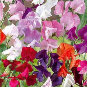 Nasiona Groszek pachnący mieszanka kolorów 2g Wegana Nasiona Groszek pachnący mieszanka kolorów 2g Wegana