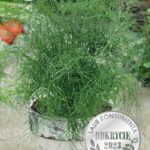 Nasiona Koper doniczkowy niski Compacto 3 g Wegana Nasiona Koper doniczkowy niski Compacto 3 g Wegana