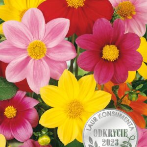 Nasiona Dalia zmienna karłowa mieszanka Piccolo 1 g Wegana Nasiona Dalia zmienna karłowa mieszanka Piccolo 1 g Wegana