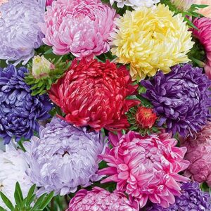 Nasiona Aster Peoniowy mix kolorów 1 g Wegana Nasiona Aster Peoniowy mix kolorów 1 g Wegana