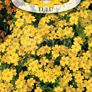 Nasiona Aksamitka wąskolist. Lulu, żółta, nasiona Roltico Nasiona Aksamitka wąskolist. Lulu, żółta, nasiona Roltico