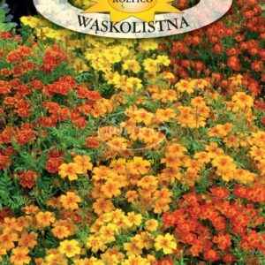 Nasiona Aksamitka wąskolistna mix kolorów 0,3 g nasiona Roltico Nasiona Aksamitka wąskolistna mix kolorów 0,3 g nasiona Roltico