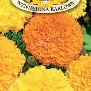 Nasiona Aksamitka wzniosła pełna mix kolorów 0,5 g Roltico Nasiona Aksamitka wzniosła pełna mix kolorów 0,5 g Roltico