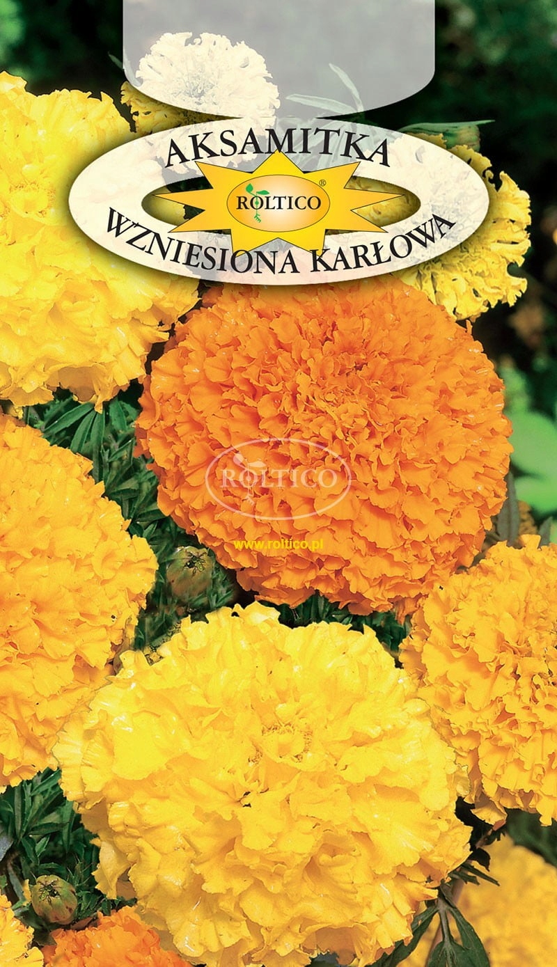 Nasiona Aksamitka wzniosła pełna mix kolorów 0,5 g Roltico Nasiona Aksamitka wzniosła pełna mix kolorów 0,5 g Roltico