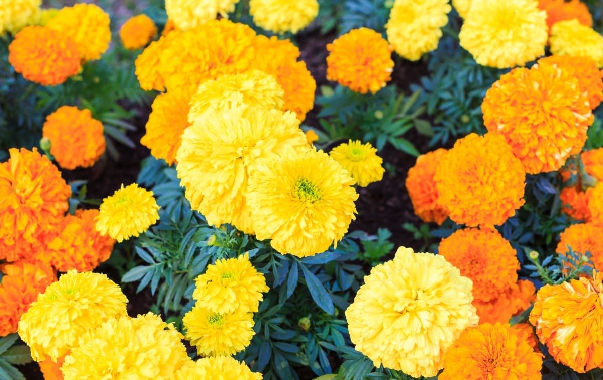 Nasiona Aksamitka wzniosła pełna mix kolorów 0,5 g Roltico Nasiona Aksamitka wzniosła pełna mix kolorów 0,5 g Roltico