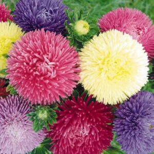 Nasiona Aster igiełkowy mix kolorów Teisa Stars 0,5 g Roltico Nasiona Aster igiełkowy mix kolorów Teisa Stars 0,5 g Roltico