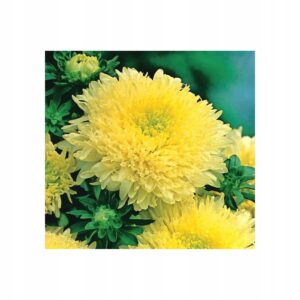 Nasiona Aster książęcy żółty 1 g Roltico Nasiona Aster książęcy żółty 1 g Roltico