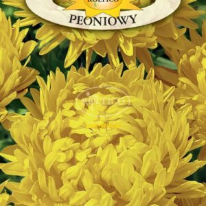 Nasiona Aster peoniowy żółty 1 g Roltico Nasiona Aster peoniowy żółty 1 g Roltico
