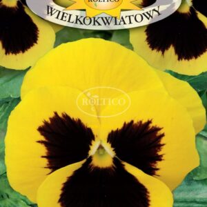 Nasiona Bartek 0,5 g żółty z plamą Roltico nasiona kwiatów Nasiona Bartek 0,5 g żółty z plamą Roltico nasiona kwiatów