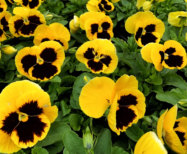 Nasiona Bartek 0,5 g żółty z plamą Roltico nasiona kwiatów Nasiona Bartek 0,5 g żółty z plamą Roltico nasiona kwiatów