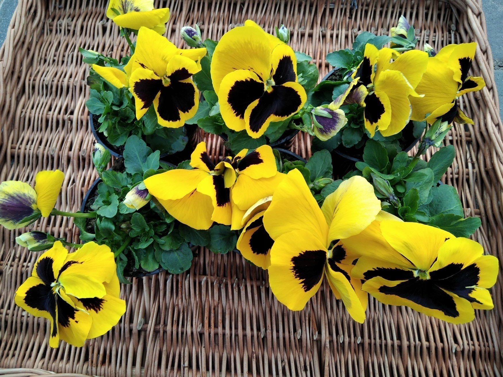 Nasiona Bartek 0,5 g żółty z plamą Roltico nasiona kwiatów Nasiona Bartek 0,5 g żółty z plamą Roltico nasiona kwiatów