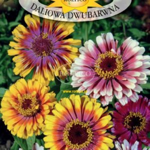 Nasiona Cynia wytworna Caroussel dwubarwna 1 g Roltico Nasiona Cynia wytworna Caroussel dwubarwna 1 g Roltico