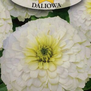 Nasiona Cynia Daliowa biała 1 g Roltico nasiona kwiatów Nasiona Cynia Daliowa biała 1 g Roltico nasiona kwiatów
