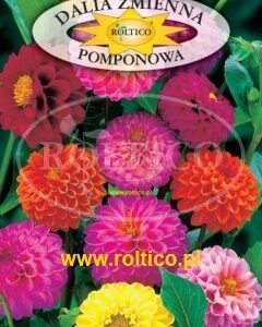 Nasiona Dalia pomponowa mix kolorów 1 g Roltico nasiona kwiatów Nasiona Dalia pomponowa mix kolorów 1 g Roltico nasiona kwiatów