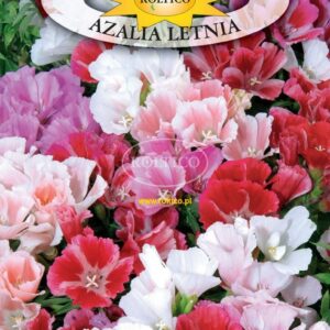 Nasiona Godecja mix kolorów 1 g Roltico Nasiona Godecja mix kolorów 1 g Roltico