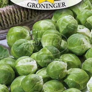 Nasiona Kapusta brukselka Groninger 1 g Roltico nasiona warzyw Nasiona Kapusta brukselka Groninger 1 g Roltico nasiona warzyw