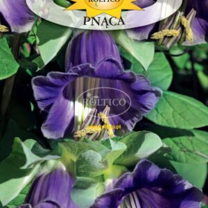 Nasiona Kobea pnąca 0,5 g Roltico nasiona kwiatów Nasiona Kobea pnąca 0,5 g Roltico nasiona kwiatów