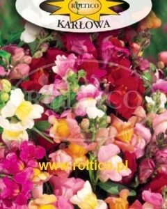 Nasiona Lwia Paszcza karłowa mix kolorów 0,5 g Roltico Nasiona Lwia Paszcza karłowa mix kolorów 0,5 g Roltico