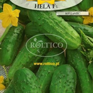 Nasiona Ogórek korniszon Hela F1 5 g Roltico bez goryczy Nasiona Ogórek korniszon Hela F1 5 g Roltico bez goryczy
