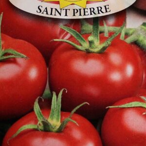 Nasiona Pomidor Saint Pierre 0,5 g Roltico nasiona pomidora, odporny Nasiona Pomidor Saint Pierre 0,5 g Roltico nasiona pomidora, odporny