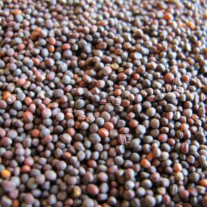 Nasiona Rzepa pastewna Rogowska 200 g poplon Nasiona Rzepa pastewna Rogowska 200 g poplon