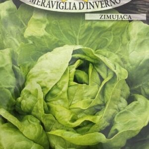 Nasiona Sałata masłowa MERAVIGLIA D'INVERNO 1 g Roltico zimująca Nasiona Sałata masłowa MERAVIGLIA D'INVERNO 1 g Roltico zimująca