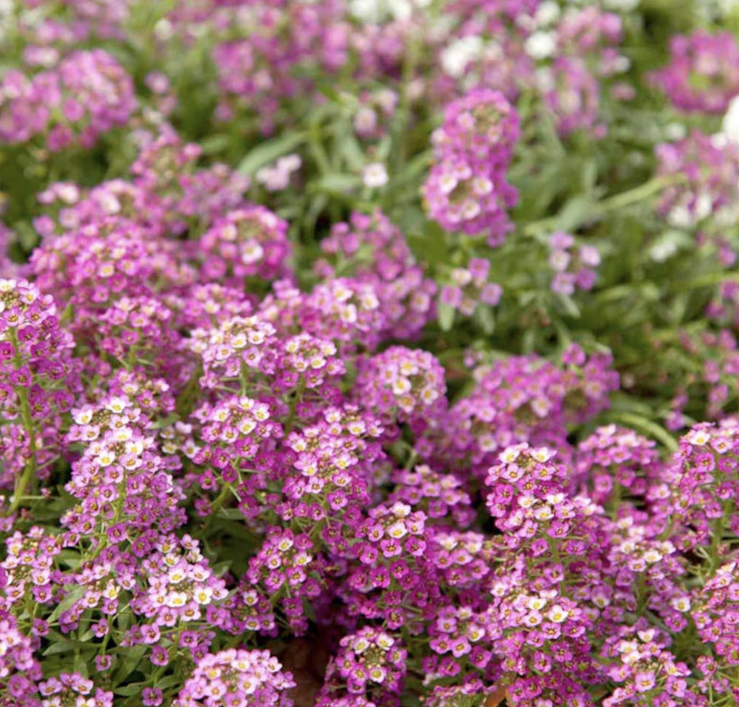 Nasiona Smagliczka nadmorska różowa 0,5 g Roltico Nasiona Smagliczka nadmorska różowa 0,5 g Roltico