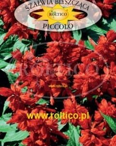 Szałwia czerwona niska 0,5 g nasiona Roltico Szałwia czerwona niska 0,5 g nasiona Roltico