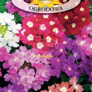 Nasiona Werbena ogrodowa 0,5 g Roltico mix kolorów Nasiona Werbena ogrodowa 0,5 g Roltico mix kolorów