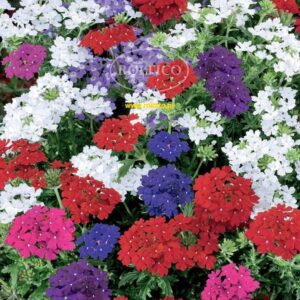 Nasiona Werbena zwisająca 0,3 g Roltico mix kolorów Nasiona Werbena zwisająca 0,3 g Roltico mix kolorów