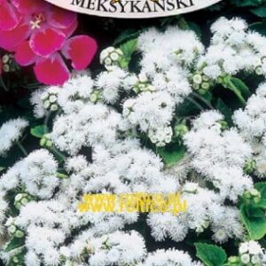 Nasiona Żeniszek meksykański biały 0,3 g Roltico Nasiona Żeniszek meksykański biały 0,3 g Roltico