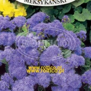 Nasiona Żeniszek meksykański niebieski 0,3 g Roltico Nasiona Żeniszek meksykański niebieski 0,3 g Roltico
