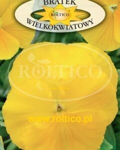 Nasiona Bratek zółty 0,5 g Roltico Nasiona Bratek zółty 0,5 g Roltico