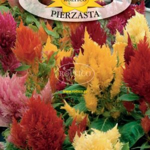 Nasiona Celozja pierzasta Liliput mix 0,3g Roltico Nasiona Celozja pierzasta Liliput mix 0,3g Roltico